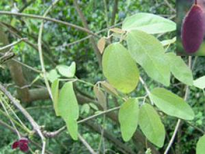 ������(��ҩ��ֲ����:������)