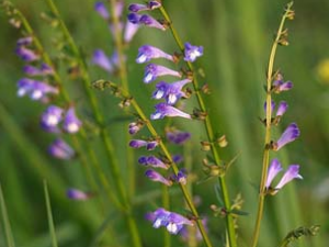 ��ҩ��֦���Ĺ�Ч������