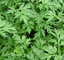 �����蹦������Ѫ��