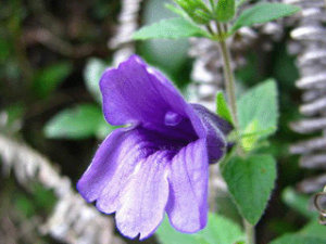 ë����(��ҩ��ֲ����:ë����)