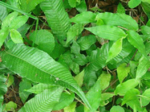 ���˶�����(��ҩ��ֲ����:��������ާ)