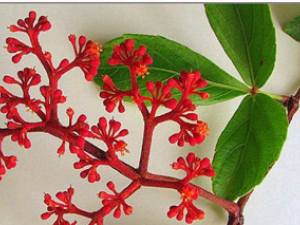 �����ڿ�(��ҩ��ֲ����:�׷���)