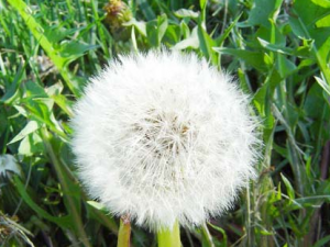 �ѹ�Ӣ��ҩ�ü�ֵ