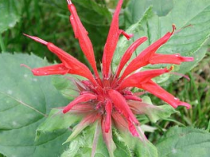 ����(��β��)�������ơ�����