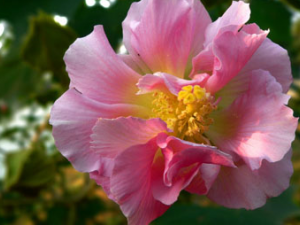 ��Ҷܽ��(��ҩ��ֲ����:��ܽ��)