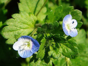 ��ˮ��(��ҩ��ֲ����:��ˮ��