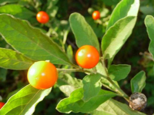 ��˿ź(��ҩ��ֲ����:��ɺ)