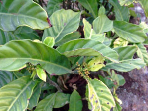 ɽ��(��ҩ��ֲ����:�Ž�)