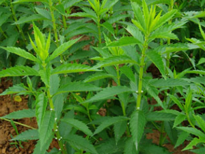 ������(��ҩ��ֲ����:ŷ�ع϶���)