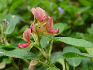 ���Ҷ���Զ��Ĺ�Ч������