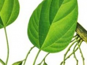 ��Ҷ��ɳ�ٵĹ�Ч������