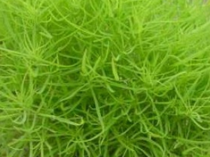 �ط���Ĺ�Ч������