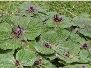 ��һζ�Ĺ�Ч������