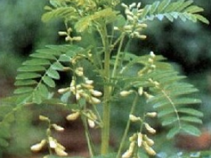 �ذ˽ǵĹ�Ч������