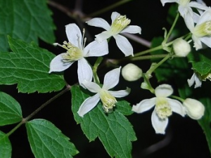 ��ľͨ�Ĺ�Ч������