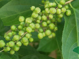 ���ߺ{(��ҩ��ֲ����:���ߺ{)