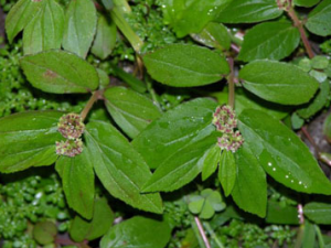 ������(��ҩ��ֲ����:�����)