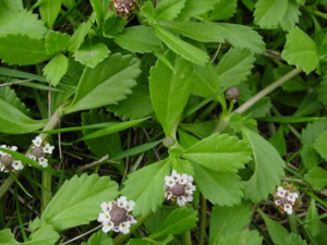 ˮ�h����(��ҩ��ֲ����:������)