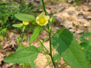 ϸҶ�ƻ�ĸ����ҩ��ֲ�������ƻ�����