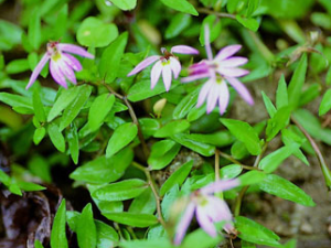 �����(��ҩ��ֲ����:�����)