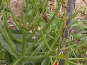 ��������в�ҩ���ƣ���������