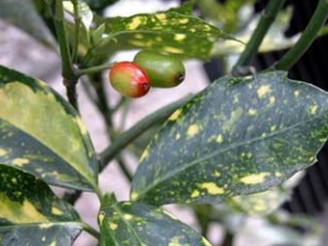 ��Ҷ(�в�ҩ����:��)