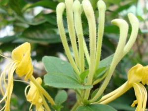 ��ҩ����������