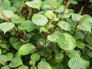 ��Щ��ҩ���а�̥����