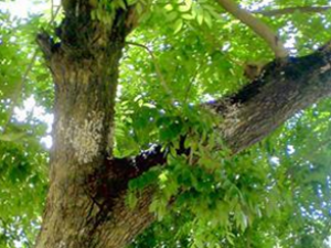 ��ҩ����Ĺ�Ч������