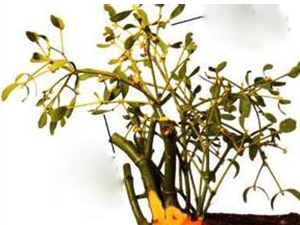 �μ����Ĺ�Ч������