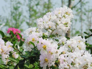 ��ҩ��ޱ(â��)����Ģ�ơ�����