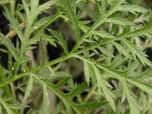 ��ҩ����(Ұ����)���տơ�����