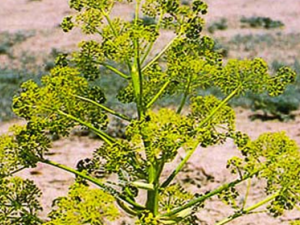 ��ҩ��κ�Ĺ�Ч������