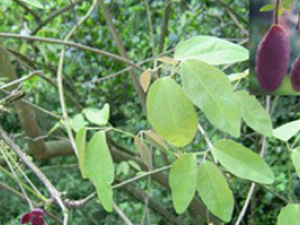 ��ҩ�������Ĺ�Ч������