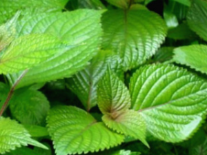 �������ղ��ʺ��������Ļ���