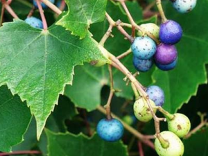 ��ҩ����(��צ��)�����ѿơ�����