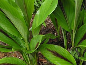 ��ҩݭ���Ĺ�Ч������