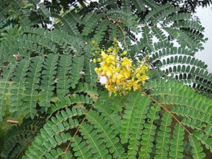 ��ҩ��ľ�Ĺ�Ч������