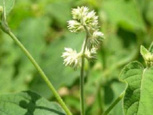 ��ҩţϥ�Ĺ�Ч������