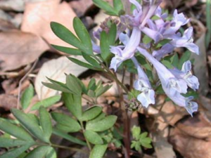 ��ҩ�Ӻ����Ĺ�Ч������