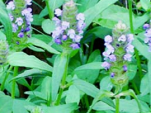 ��ҩ��ε�ӵĹ�Ч������