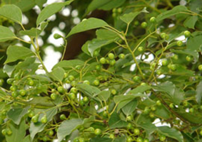 ��ҩ��ľ��(��ҩ��ֲ����:����)����