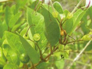 ��ɇ(��ҩ��ֲ����:������)