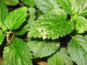 Ѫ����(��ҩ��ֲ����:ɽ����)