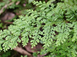 �𻨲�(��ҩ��ֲ����:�ھ�)