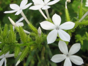 ������(��ҩ��ֲ����:�׻���)