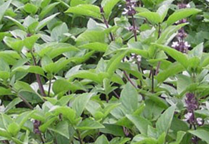 �Ų���(��ҩ��ֲ����:����)