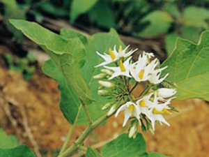 ��ťͷ(��ҩ��ֲ����:ˮ��)