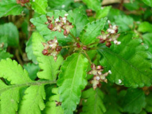 С����(��ҩ��ֲ����:������)