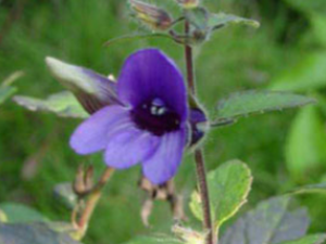 �󻹻�(��ҩ��ֲ����:��ɫ����)